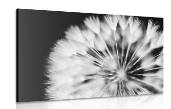 Obraz mniszek lekarski w wersji czarno-białej - 120x80