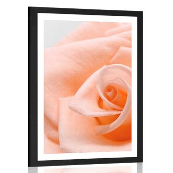 Plakat z passe-partout róża w brzoskwiniowym odcieniu - 30x45 white