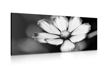 Obraz aster w wersji czarno-białej - 100x50