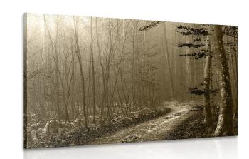 Obraz ścieżka do lasu w sepii - 60x40