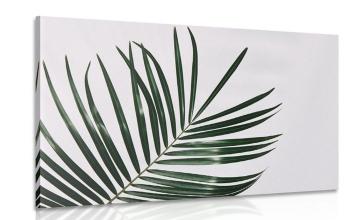Obraz piękny liść palmowy - 120x80