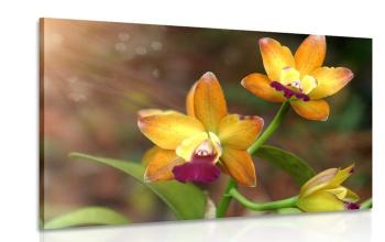 Obraz orchidea pomarańczowa - 60x40