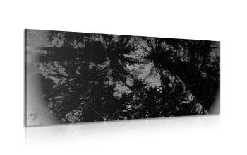 Obraz czarno-białego lasu tropikalnego
