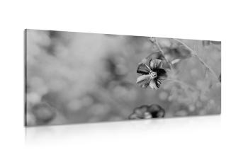 Obraz kwiaty w wersji czarno-białej - 100x50