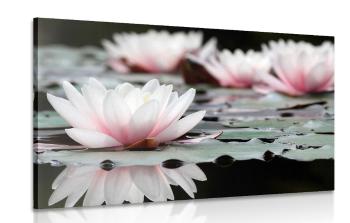 Obraz kwiat lotosu - 60x40