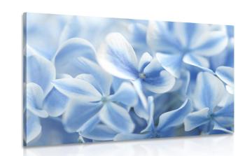 Obraz kwiaty hortensji w kolorze niebieskim i białym - 90x60