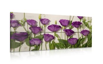 Obraz piękne fioletowe kwiaty - 100x50