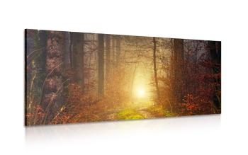 Obraz światło w lesie - 120x60