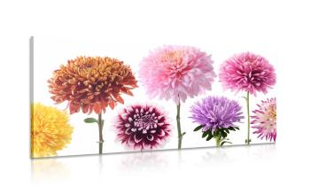 Obraz dalie kwiatowe w różnych wzorach - 120x60