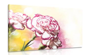 Obraz piękne kwiaty goździka - 120x80
