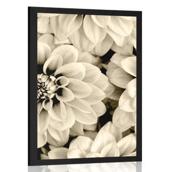 Plakat kwiaty dalii w sepiowym kolorze - 20x30 black
