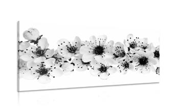 Obraz kwiaty wiśni w wersji czarno-białej - 100x50