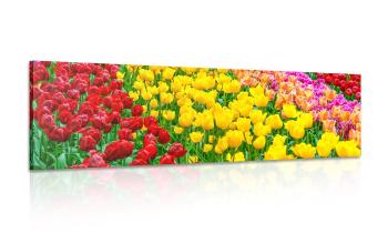 Obraz ogród pełen tulipanów - 150x50