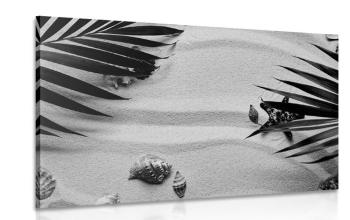 Obraz muszle pod liśćmi palmy w wersji czarno-białej