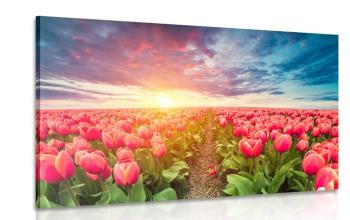 Obraz wschód słońca nad łąką z tulipanami - 120x80