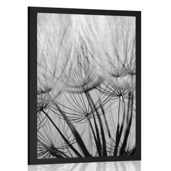 Plakat nasiona dmuchawca w czerni i bieli - 20x30 white