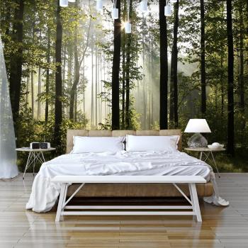 Tapeta samoprzylepna czarujący poranek w lesie - Morning Sunlight - 392x280