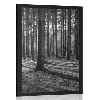 Plakat poranek w lesie w czerni i bieli - 40x60 silver