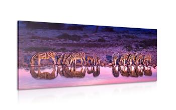 Obraz zebry w safari - 100x50