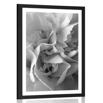 Plakat z passe-partout płatki goździków w czerni i bieli - 40x60 black