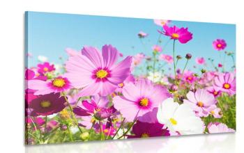 Obraz łąka wiosennych kwiatów - 120x80