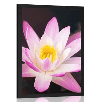 Plakat piękna lilia wodna - 60x90 silver