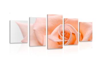 5-częściowy obraz róża w brzoskwiniowym odcieniu
