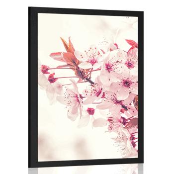 Plakat różowe kwiaty wiśni - 20x30 white