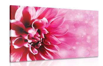 Obraz różowy kwiat - 90x60