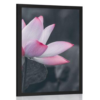 Plakat delikatny kwiat lotosu - 60x90 silver