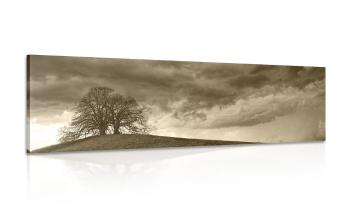 Obraz samotne drzewa w sepii - 135x45