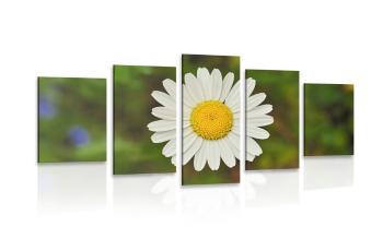 5-częściowy obraz kwiat rumianku - 100x50