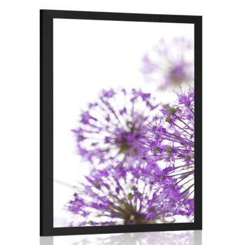Plakat kwitnące fioletowe kwiaty czosnku - 20x30 white