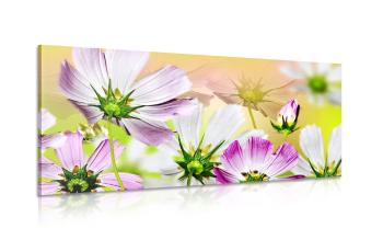 Obraz kwiaty ogrodowe - 100x50
