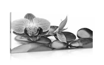 Obraz orchidea i kamienie do masażu wellness w wersji czarno-białej