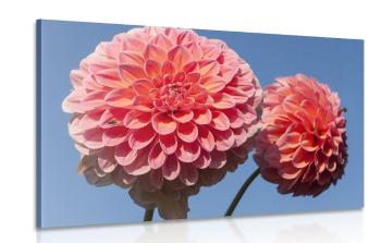 Obraz różowa kwitnąca dalia - 90x60