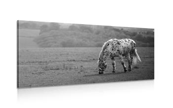 Obraz koń na łące w wersji czarno-białej