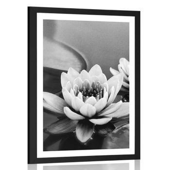 Plakat z passe-partout kwiat lotosu w jeziorze w czerni i bieli - 30x45 white