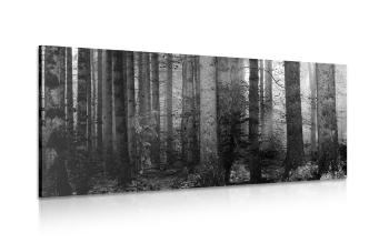 Obraz tajemnice lasu w wersji czarno-białej
