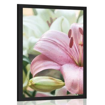 Plakat różowa lilia w rozkwicie - 40x60 black