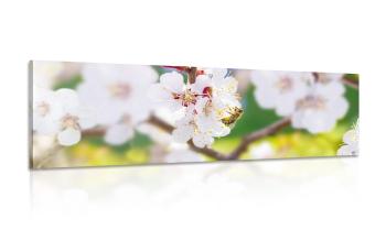 Obraz kwiaty drzewa na wiosnę - 150x50