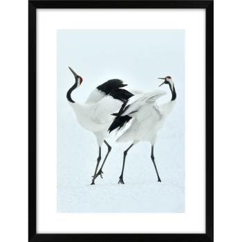 Obraz 30x40 cm Dancing Herons