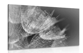 Obraz czarno-białe makro mniszek lekarski na tle - 120x80