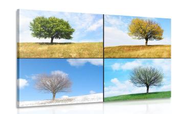 Obraz drzewo w porach roku - 120x80