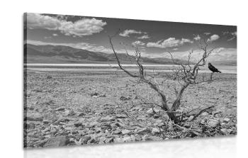 Obraz czarno-biały krajobraz suszy - 120x80