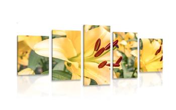 5-częściowy obraz żółta lilia - 100x50