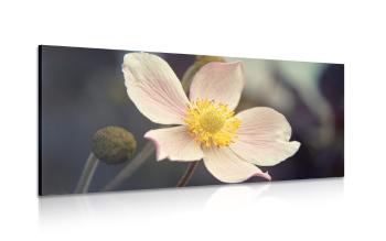 Obraz kruchość kwiatu - 120x60