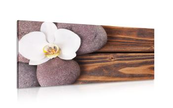 Obraz kamienie wellness i orchidea na drewnianym tle