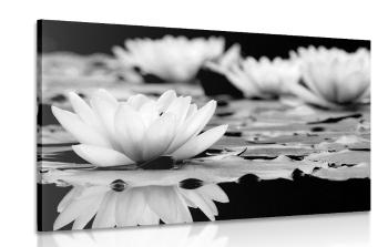 Obraz kwiat lotosu w wersji czarno-białej - 120x80