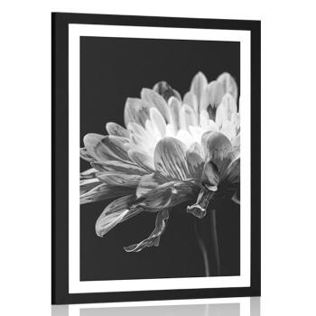 Plakat z passe-partout czarno-biała stokrotka - 30x45 black